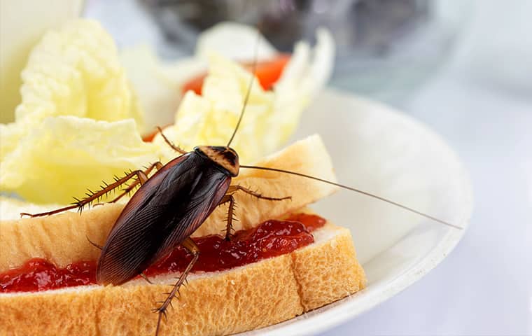 a cockroach crawling on a sandwich inside of a new jersey residential kitchen