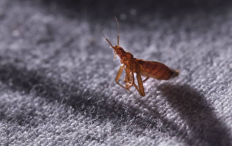 a bed bug crawling on fabric inside of a new jersey home