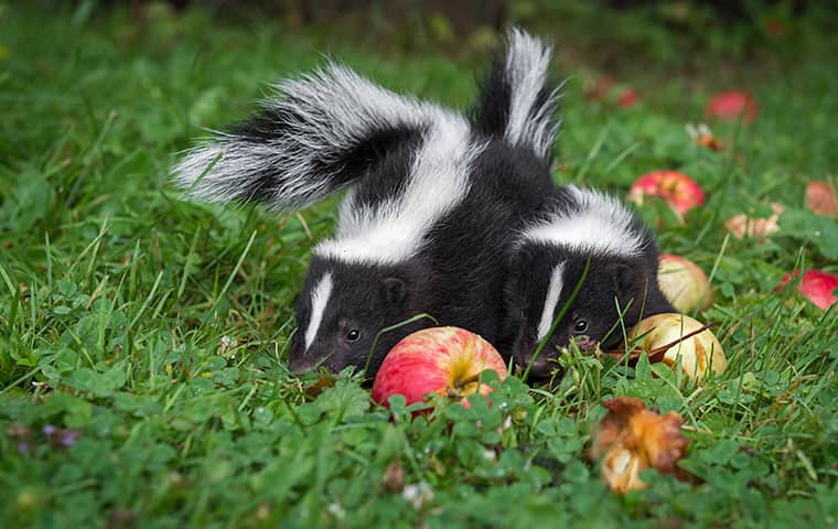 two skunks eating apples in a pompton lakes new jersey residential yard