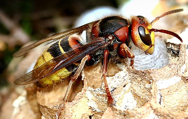 a europian hornet sitting on its nest on a property in new jersyone hot summer day