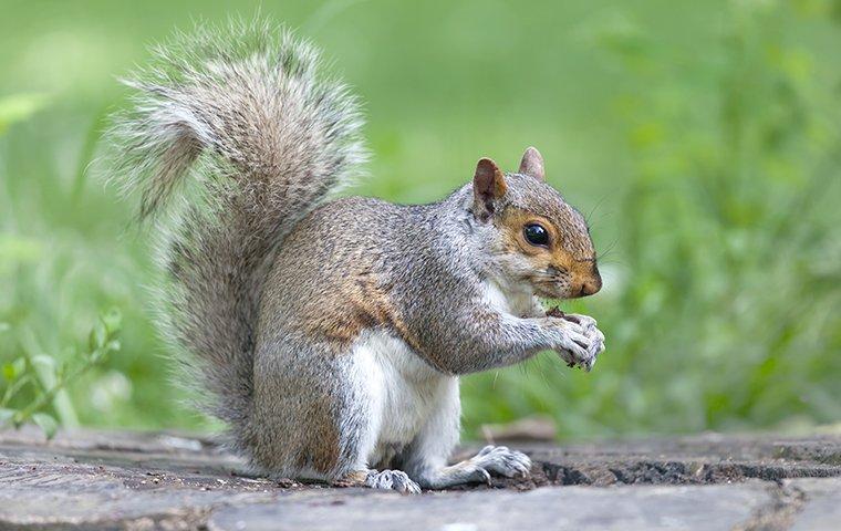 gray squirrel in yard