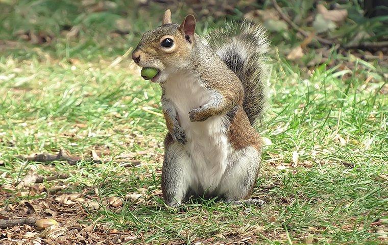 Get Rid of Squirrels in the Attic - How do you get squirrels out of your  attic?