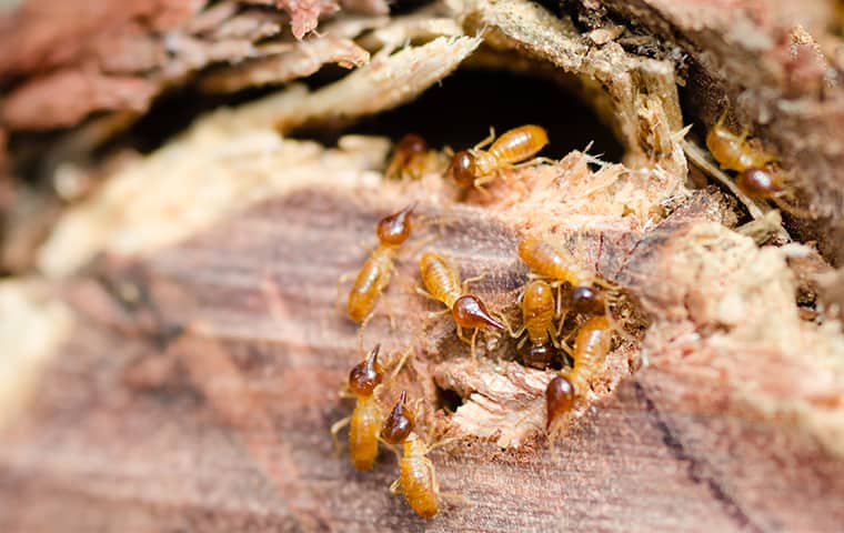 Termites Threaten The Foundations Of Your NJ Home a termite infestation inside a pompton plains new jersey home