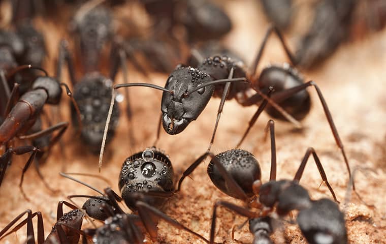 a swarm of carpenter ants inside of a new jersey home