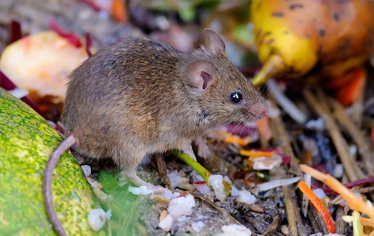 house mouse rummaging through the garbage outside of a fairfield new jersy home