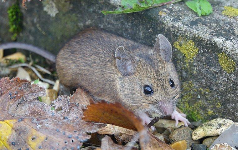 mouse outside in leaves