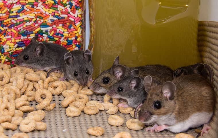 Blog - Is It One Mouse Or An Infestation Of Mice?