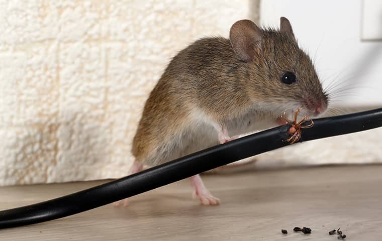 a mouse chewing on an electrical cord inside a home in caldwell new jersey