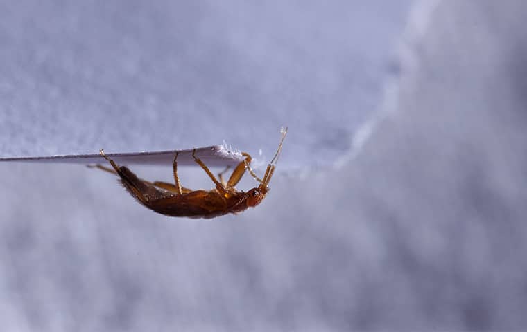 a bed bug crawling upside down on fabric in northern new jersey