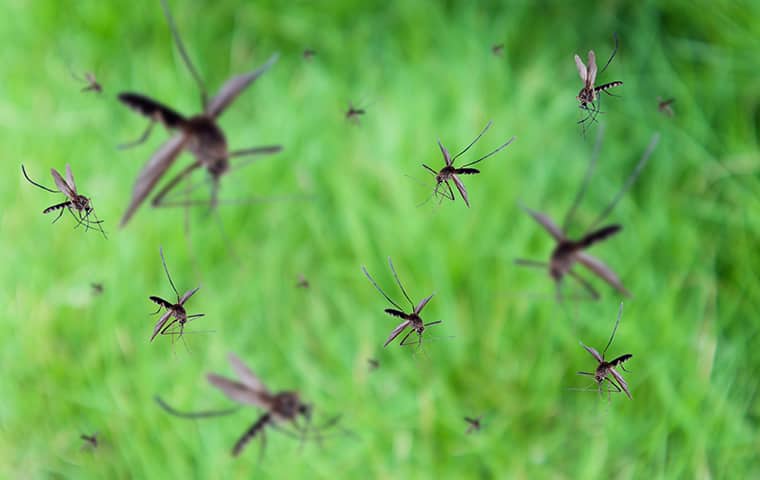 Blog - Mosquito Activity Is 2-3 Times Higher Than Usual Along The East ...