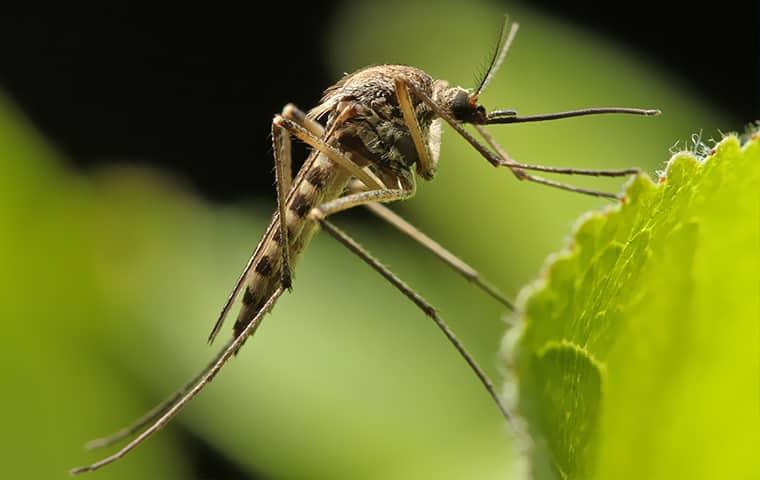 Mosquito Eggs Hatch In Standing Water a mosquito on a plant outside a home in belleville new jersey