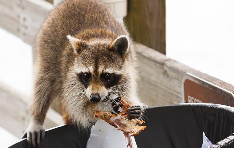 raccoon going through trash
