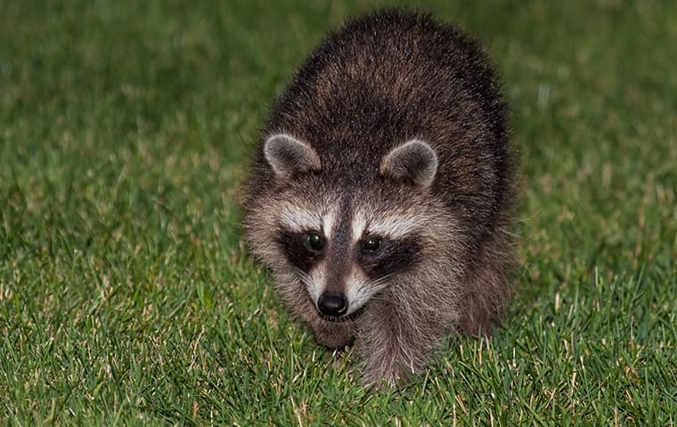 raccoon in a yard