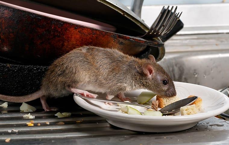 A rat eating off of dirty plates in a new jersey restaurant kitchen
