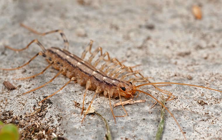 are baby house centipedes dangerous