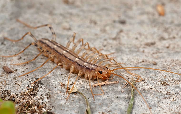 Centipedes Are Among The Most Intimidating Pests a house centipede crawling outside of a home in passaic new jersey
