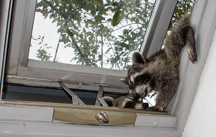 two raccoons sneaking into a mahwah new jersey home
