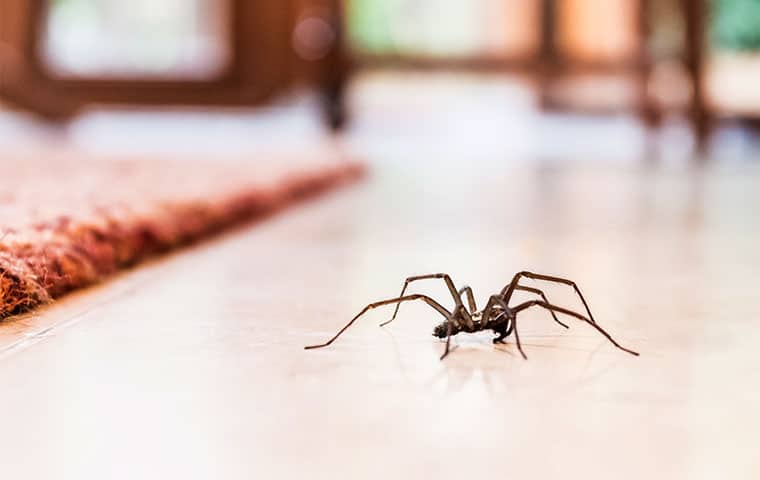 Spider Extermination, Prevention & Control Solutions