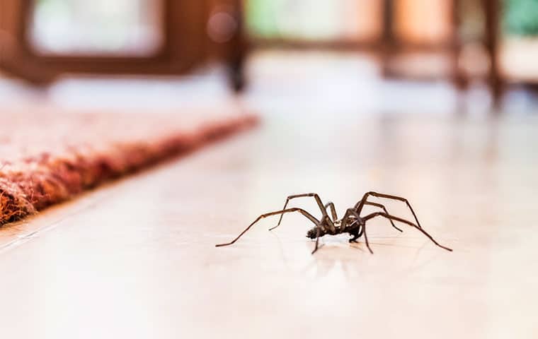 a house spider crawling on a table in butler new jersey
