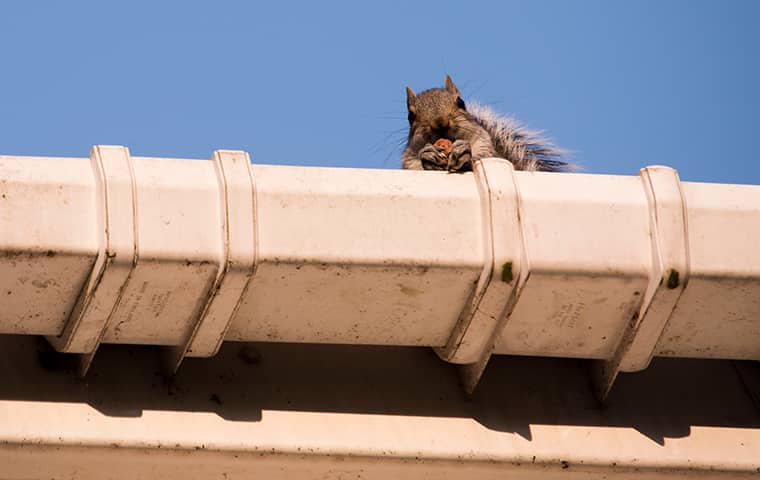 a squirrel peering out from the roof of a new jersey home