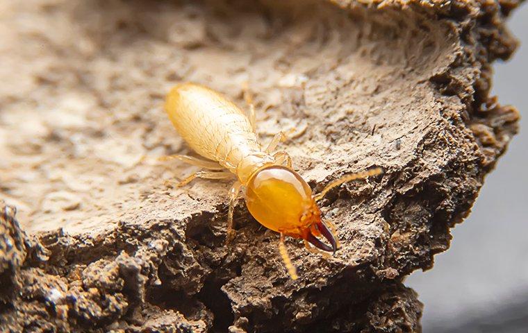 termite crawling on wood inside walls