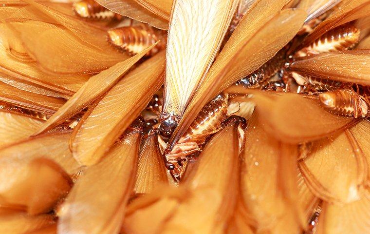 a group of termite swarmers