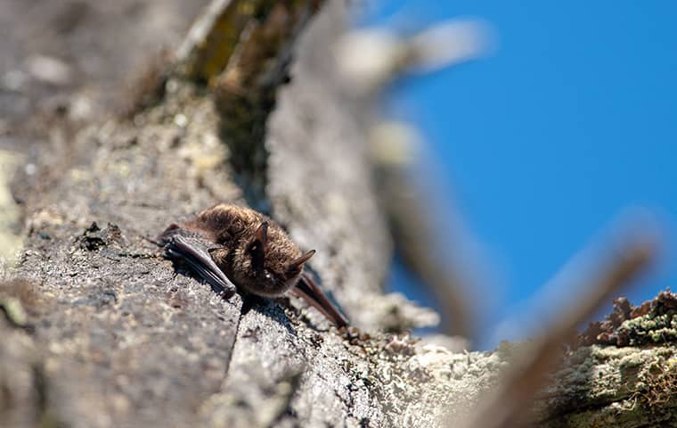 a little brown bat perched on a rock in northern new jersey