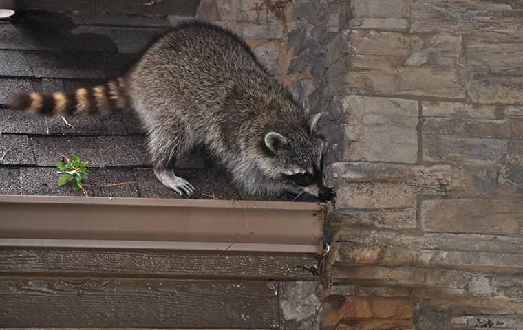 a raccoon crawling on the roof of a northern new jersey home