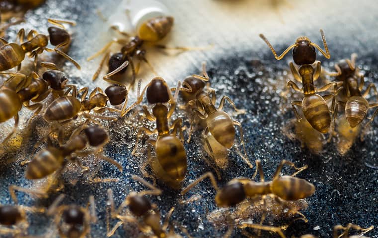Ants Invade NJ Homes & Businesses In Large Numbers an odorous house ant colony inside of a wayne new jersey home