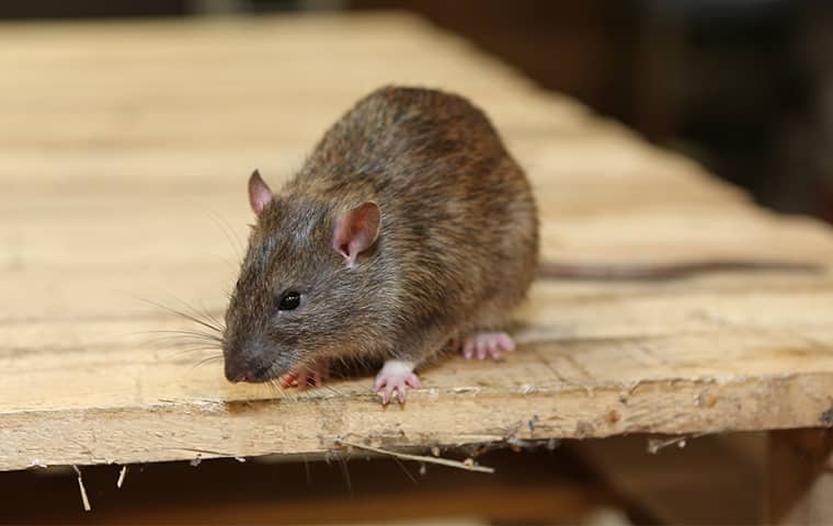 a rat crawling on a table in a new jersey residential basement