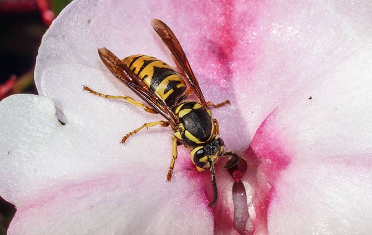 Yellow Jackets Are More Aggressive In The Fall a yellow jacket wasp on a pink flower outside in wyckoff new jersey