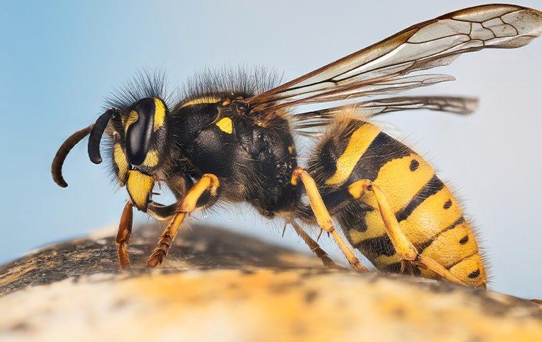an up close image of a yellow jacket that landed on the ground
