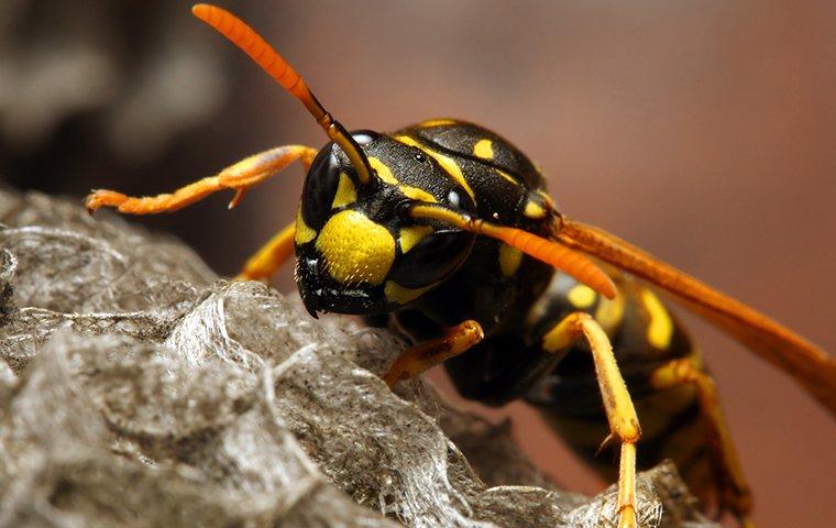 a yellow jacket on its nest