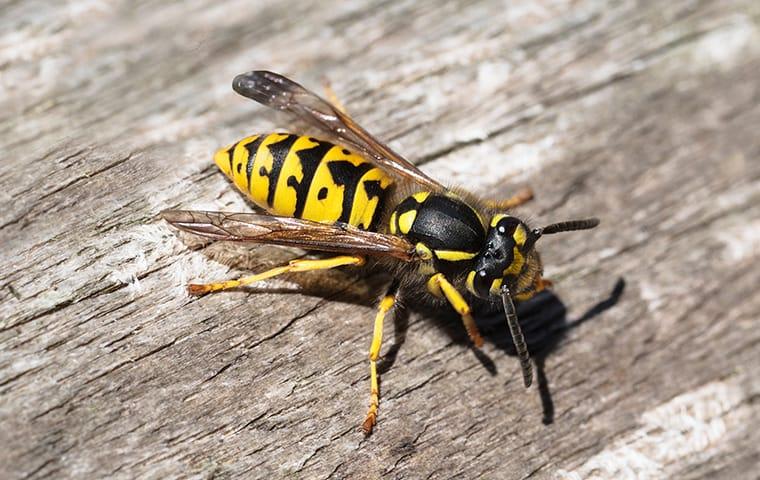 a yellow jacket on a picnic table