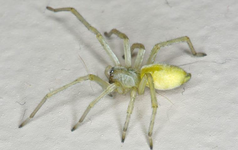 a yellow sack spider crawling across a white tile floor inside of a prompton plains new jersey home
