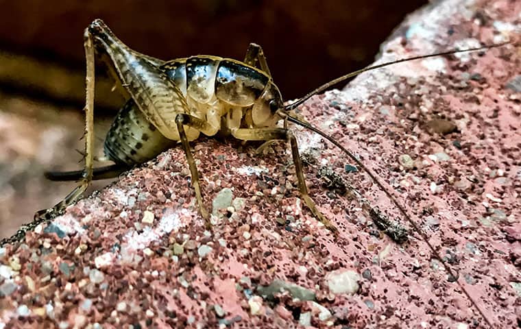 Learn More About Crickets In NJ | Heritage Pest Control