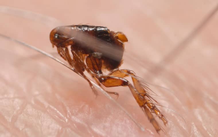 a flea on a persons arm in fairfield new jersey