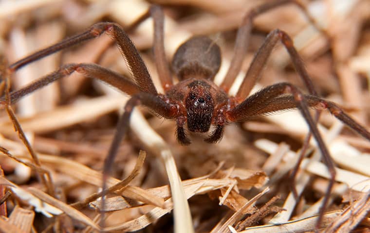 Learn About A Variety Of Common New Jersey Pests a brown recluse spider inside a home in butler new jersey