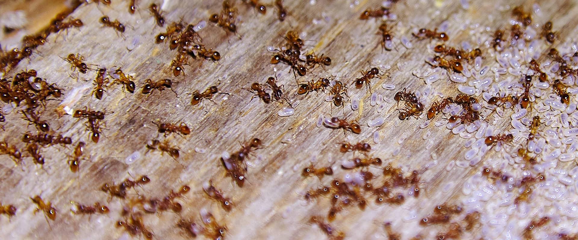 an ant infestation in a home in caldwell new jersey