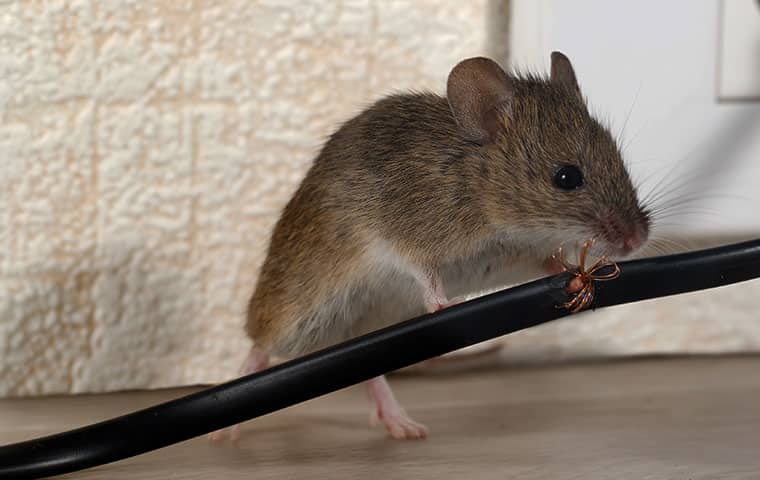 a mouse chewing an electrical cord in a home in butler new jersey