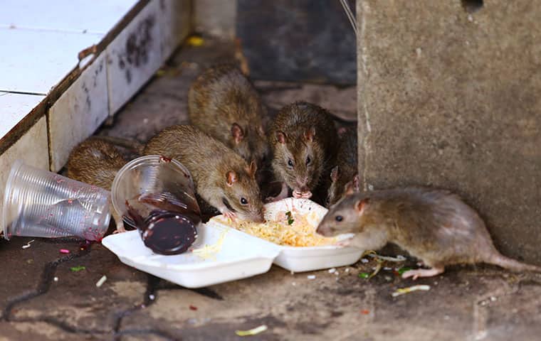 six rats eating noodles out of a take out container in oakland new jersey