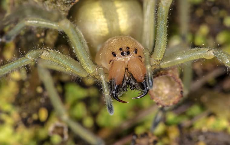 How Common House Spiders Can Cause Problems For Homes