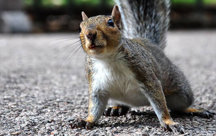 How to Get Rid of Grey Squirrels in Your Loft