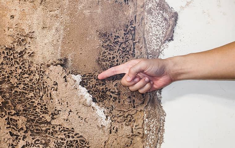 a technician pointing out termite damage in a new jersey home