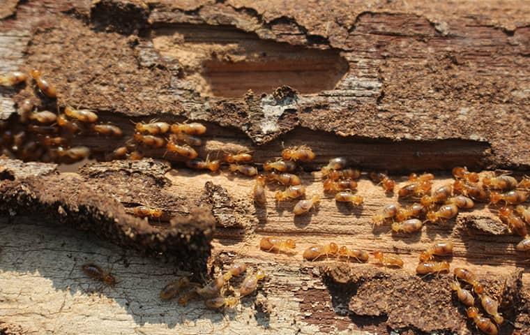 termites on a log in a new jersey yard