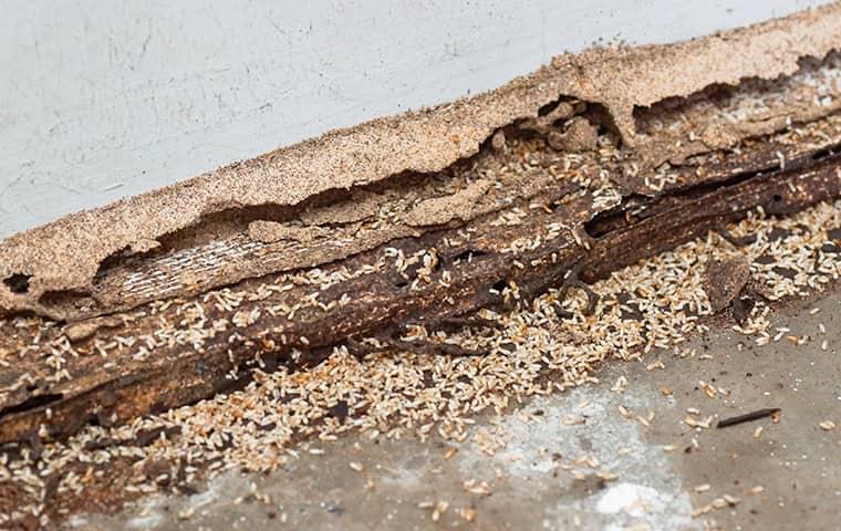 damage created by termites in a new jersey attic