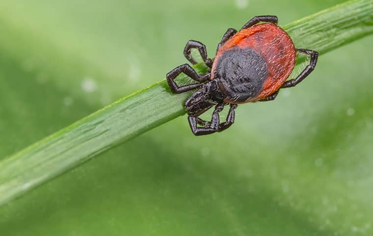 a tick waiting on a plant outside a home in pompton plains new jersey