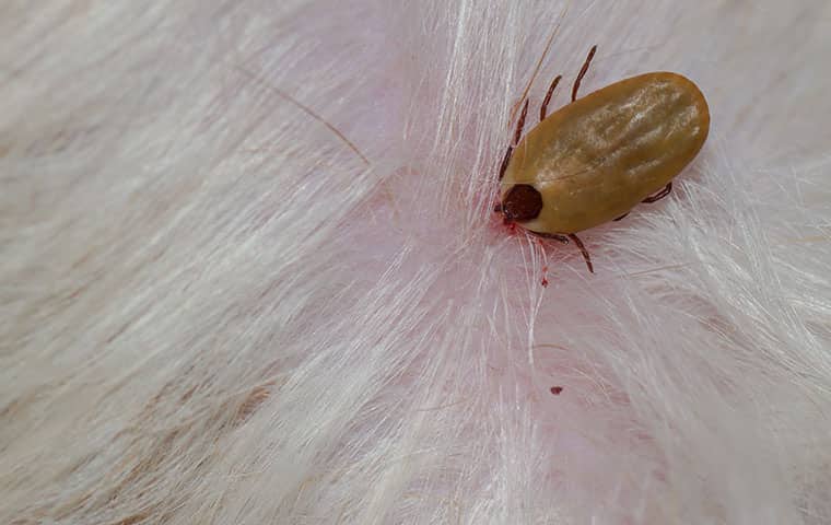 a tick biting a persons head in mahwah new jersey