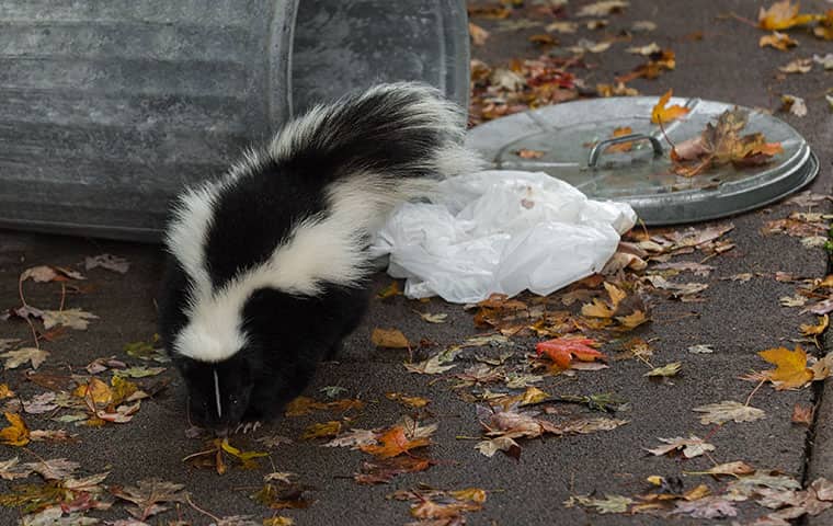 a skunk getting into trash outside a home in caldwell new jersey