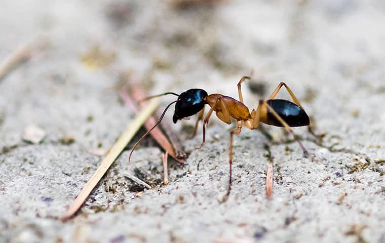 an ant on a driveway at a home in aspen colorado